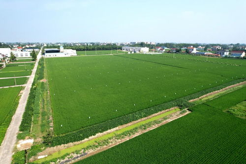 院士牽手優質品種與栽培良法，助力稻米產業高質量發展