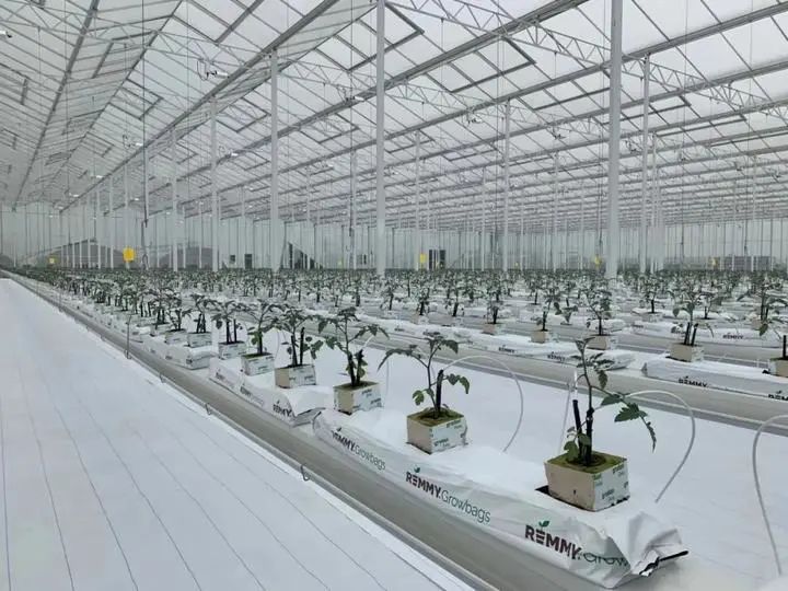 未來農場已來 探秘垂直蔬菜工廠，顛覆傳統農業種植技術