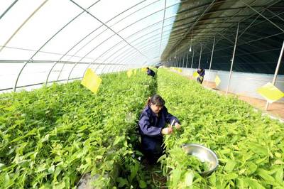春事看農桑丨播下好種子，豐收有底氣——論農業種植技術開發的時代使命